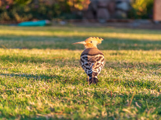 Wall Mural - Eurasian hoopoe or Common hoopoe (Upupa epops) bird close-up on natural green grass background