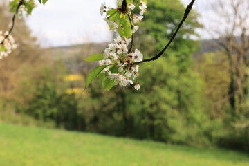 Wall Mural - Kirchbaumblüte im Felsenmeer bei Hemer im Sauerland