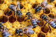 © Exotic Escape - Closeup of Bees Working on Intricate Honeycomb Patterns and Colors.