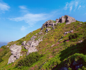 Wall Mural - Pink rose rhododendron flowers and big rocky boulders on summer mountain slope. Carpathian, Chornohora, Ukraine.