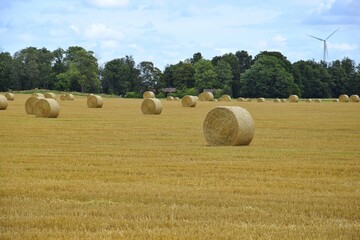 Rolls of straw in a field