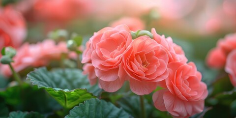 Wall Mural - large begonia blossoms selective focus