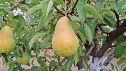 Wall Mural - Video with ripe pears in the tree. 4K