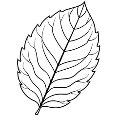 Wall Mural - Top view of a beech leaf line art vector