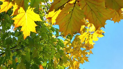 Wall Mural - autumnal maple leaves on sky background. concept of autumn
