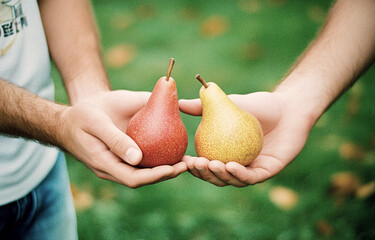 A person holding three pears in an outdoor setting