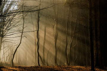 Canvas Print - foggy forest in late autumn