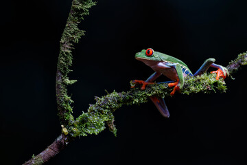 Wall Mural - red eyed tree frog (agalychnis callidryas) sitting on a branch near sarapiqui in costa rica