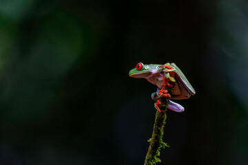 Wall Mural - red eyed tree frog (agalychnis callidryas) sitting on a branch near sarapiqui in costa rica