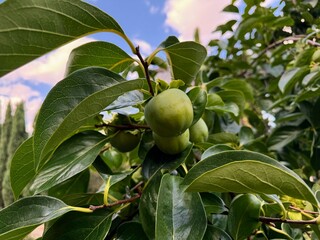 Persimmon, unripe fruit and its natural appearance.
