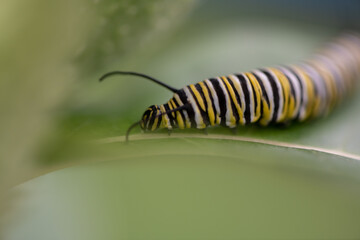 Poster - caterpillar, insect, macro, nature, larva, butterfly, bug, green, yellow, animal, isolated, leaf, black, worm, eating, close-up, swallowtail, white, insects, plant, wildlife, closeup, metamorphosis, m