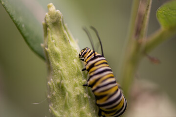 Wall Mural - monarch caterpillar on milk pod