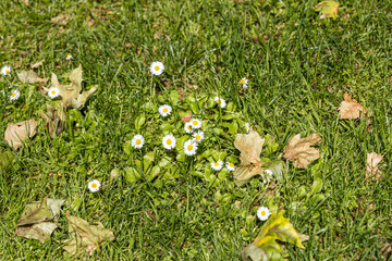 Wall Mural - Beautiful horizontal green texture of wet grass with a white chamomile flowers in summer we see in the photo.