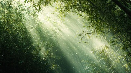 Wall Mural - Sunlight Through Bamboo Forest.