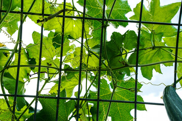 View from under a trellis. Looking at the large leaves of a luffa plant.