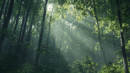 Sticker - Sunbeams through the Forest.