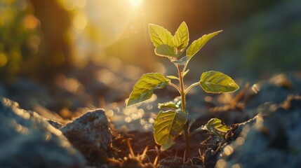 Wall Mural - A young plant bathed in sunlight, symbolizing the energy and potential of new life.