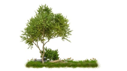 Poster - tree with grass and flower 4k footage isolated on white background, 3d illustrations rendering