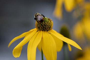 Wall Mural - bee on yellow flower