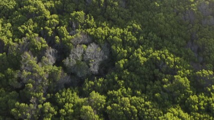 Wall Mural - Landscape, bush and trees with drone view of jungle location for adventure holiday in nature. Calm forest, environment and woods from above with vacation travel, island and natural green ecosystem.