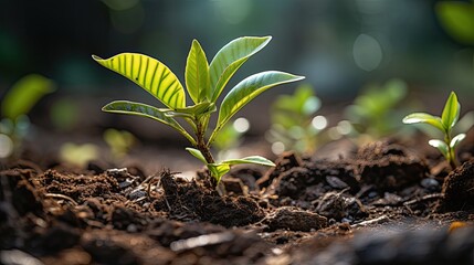 green plant growth  