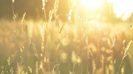 Canvas Print - Golden Hour Meadow