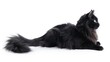 © sablengjago - A black cat with green eyes lies on a white background. Its tail is fluffy and long.