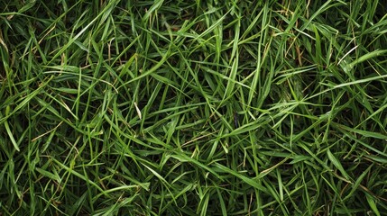 Close-up view of lush green grass, showcasing natural texture and color.