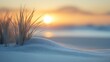 © Cary - sand sunset background snowy environment grass low sun severe snow during white warm illumination enduring microscopic