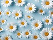 © Nyetock - Fresh, white daisies on light pastel blue background. Beautiful flower pattern. Closeup