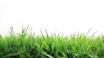 Poster - Close-up image of green grass blades against a white backdrop, symbolizing growth, freshness, nature, new beginnings, and life.