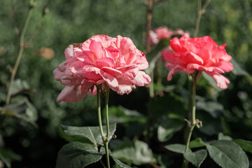 Wall Mural - A bright pink rose on a bush in the garden. A pink rose flower on a background of green foliage. A close-up of a rose flower with pink inflorescences on long stems on a sunny summer day. A pink rose. 