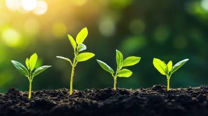 Poster - Four Green Seedlings Emerging from Soil