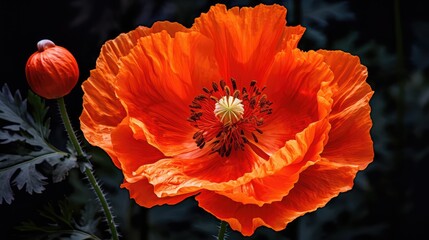 Wall Mural - up orange poppy field