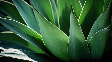 Poster - sharp agave leaves