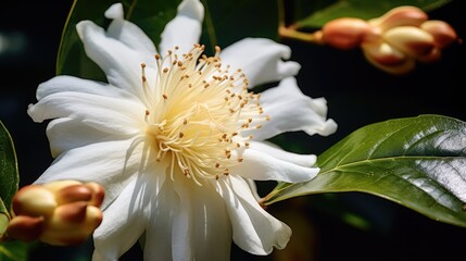 Sticker - bloom coffee flower and fruit