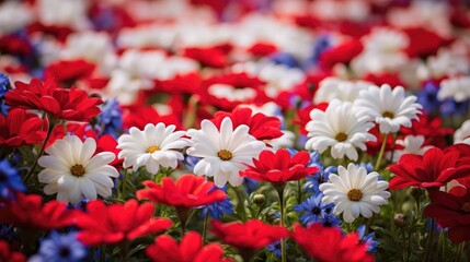 Wall Mural - field red white blue gradient