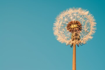 Macro close up of delicate dandelion on vibrant blue nature background for striking visual impact