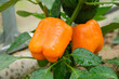 © Maria - Organic orange sweet bell peppers growing in the greenhouse with water drops after watering close-up. Gardening, agriculture and horticulture.