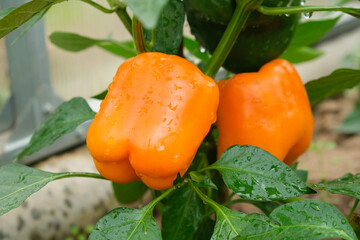 Organic orange sweet bell peppers growing in the greenhouse with water drops after watering close-up. Gardening, agriculture and horticulture.