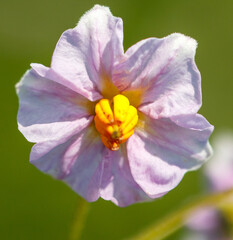 Poster - Flowers on potatoes in the garden. Macro