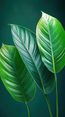 Wall Mural - Abstract Green Leaf Texture, Tropical Leaf Foliage Nature Dark Green Background