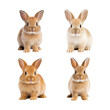 © Vitalii - Set of cute Easter bunnies isolated on transparent background.