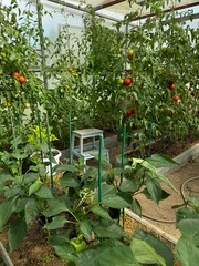 Wall Mural - Red tasty tomatoes ripen in a greenhouse