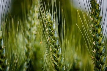 Grain in the ear