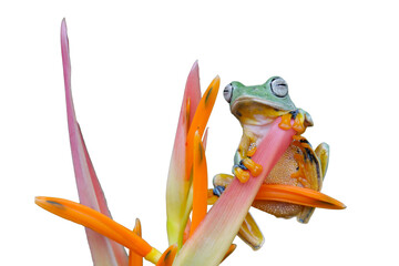 Wall Mural - tree frog on leaf, gliding frog (rhacophorus reinwardtii) on strelitzia reginae flowers