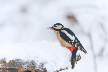 Poster - Winter scene with a great spotted woodpecker. Dendrocopos major. A woodpecker climbs on the tree stump.