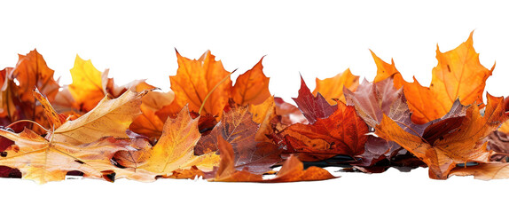 Poster - PNG Autumn leaves on white background