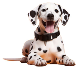 PNG Puppy pet dalmatian animal.