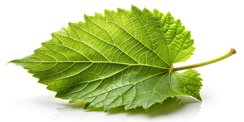 Poster - Grape Leaf Isolated on White Background - Full Depth View (1)